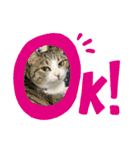 みぃたんすたぁんぷ（個別スタンプ：13）