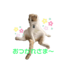 ねこちゃんメッセージスタンプ（個別スタンプ：1）