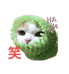 ねこちゃんメッセージスタンプ（個別スタンプ：2）