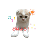 ねこちゃんメッセージスタンプ（個別スタンプ：3）
