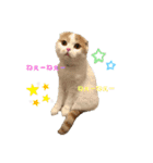 ねこちゃんメッセージスタンプ（個別スタンプ：5）