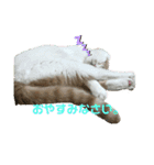 ねこちゃんメッセージスタンプ（個別スタンプ：6）