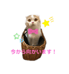 ねこちゃんメッセージスタンプ（個別スタンプ：7）