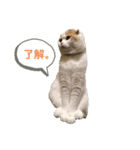 ねこちゃんメッセージスタンプ（個別スタンプ：8）