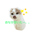 ねこちゃんメッセージスタンプ（個別スタンプ：10）