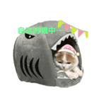 ねこちゃんメッセージスタンプ（個別スタンプ：11）