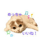 ねこちゃんメッセージスタンプ（個別スタンプ：12）