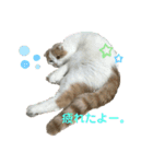 ねこちゃんメッセージスタンプ（個別スタンプ：14）