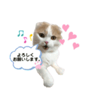 ねこちゃんメッセージスタンプ（個別スタンプ：15）