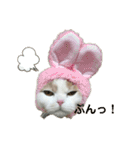 ねこちゃんメッセージスタンプ（個別スタンプ：16）