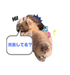 可愛いどうぶつたち♡（個別スタンプ：5）