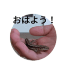 カナヘビちゃん❤（個別スタンプ：1）
