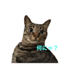 トワちゃんスタンプにゃ（個別スタンプ：3）