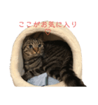 トワちゃんスタンプにゃ（個別スタンプ：8）