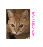ケラポンたん（個別スタンプ：1）