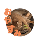 ケラポンたん（個別スタンプ：5）