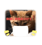 ケラポンたん（個別スタンプ：16）