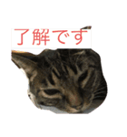 うちの猫 イヴちゃん（個別スタンプ：1）