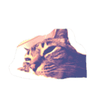 うちの猫 イヴちゃん（個別スタンプ：4）