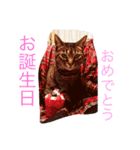 うちの猫 イヴちゃん（個別スタンプ：5）
