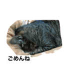 うちの猫 イヴちゃん（個別スタンプ：6）