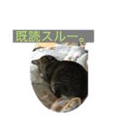うちの猫 イヴちゃん（個別スタンプ：7）