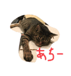 うちの猫 イヴちゃん（個別スタンプ：9）