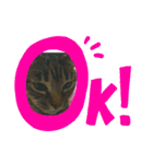 うちの猫 イヴちゃん（個別スタンプ：11）