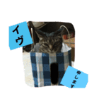 うちの猫 イヴちゃん（個別スタンプ：12）