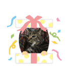 うちの猫 イヴちゃん（個別スタンプ：13）