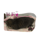 うちの猫 イヴちゃん（個別スタンプ：15）