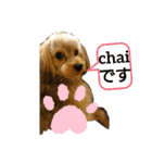 chai❣️ZAKI（個別スタンプ：1）