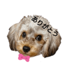 chai❣️ZAKI（個別スタンプ：6）