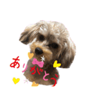 chai❣️ZAKI（個別スタンプ：7）
