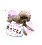 chai❣️ZAKI（個別スタンプ：16）