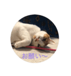 千恵（個別スタンプ：3）