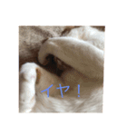 千恵（個別スタンプ：14）