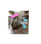 さぶたん（個別スタンプ：5）