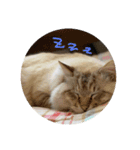 さぶたん（個別スタンプ：7）