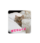 さぶたん（個別スタンプ：8）