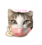 サスケくんの1日（個別スタンプ：1）