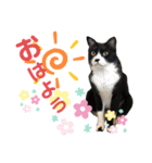 にゃんむ天皇＆たがう姫(シロクロ猫)（個別スタンプ：1）