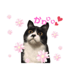 にゃんむ天皇＆たがう姫(シロクロ猫)（個別スタンプ：2）