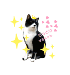 にゃんむ天皇＆たがう姫(シロクロ猫)（個別スタンプ：7）