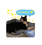 にゃんむ天皇＆たがう姫(シロクロ猫)（個別スタンプ：8）