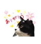にゃんむ天皇＆たがう姫(シロクロ猫)（個別スタンプ：9）