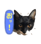 にゃんむ天皇＆たがう姫(シロクロ猫)（個別スタンプ：16）