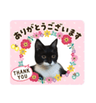 にゃんむ天皇＆たがう姫(シロクロ猫)（個別スタンプ：21）