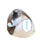 うちのニャンコロベー（個別スタンプ：1）