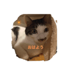 うちのニャンコロベー（個別スタンプ：2）